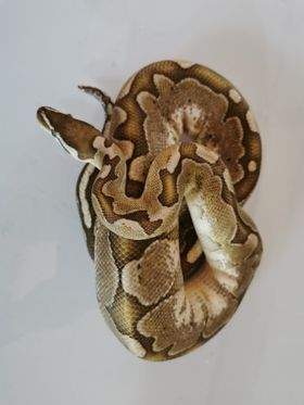 Ball python Breeder Python regius 