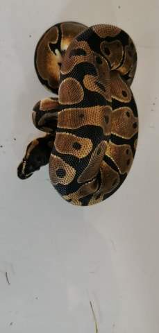 Ball python Breeder Python regius 