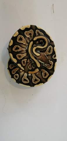 Ball python Breeder Python regius 