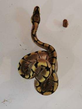 Ball python Available for rehoming Python regius 