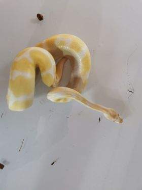 Ball python Breeder Python regius 