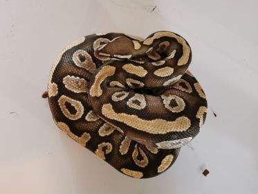 Ball python Breeder Python regius 