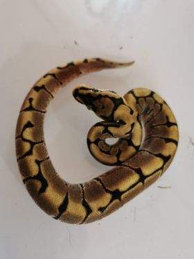 Ball python Available for rehoming Python regius 