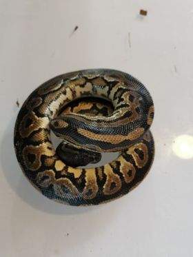 Ball python Breeder Python regius 