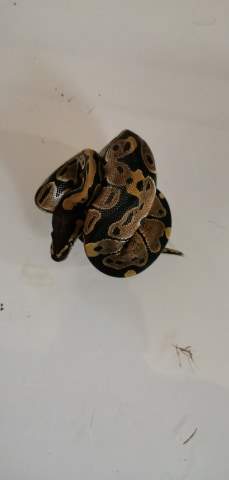 Ball python Available for rehoming Python regius 