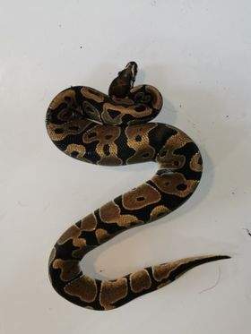 Ball python Breeder Python regius 