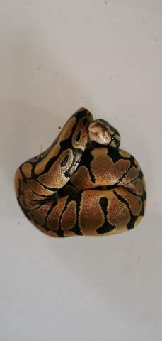 Ball python Breeder Python regius 