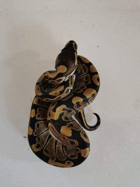 Ball python Available for rehoming Python regius 