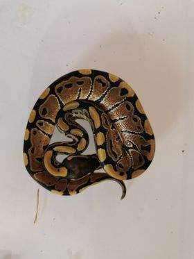 Ball python Available for rehoming Python regius 