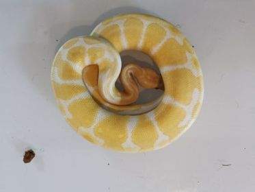 Ball python Breeder Python regius 