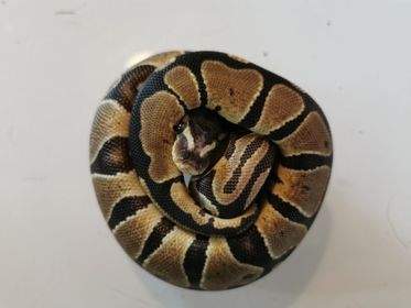 Ball python Breeder Python regius 