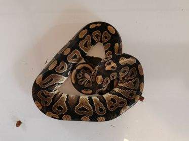 Ball python Breeder Python regius 