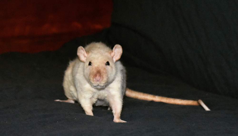 Fancy rat Breeder Rattus norvegicus 