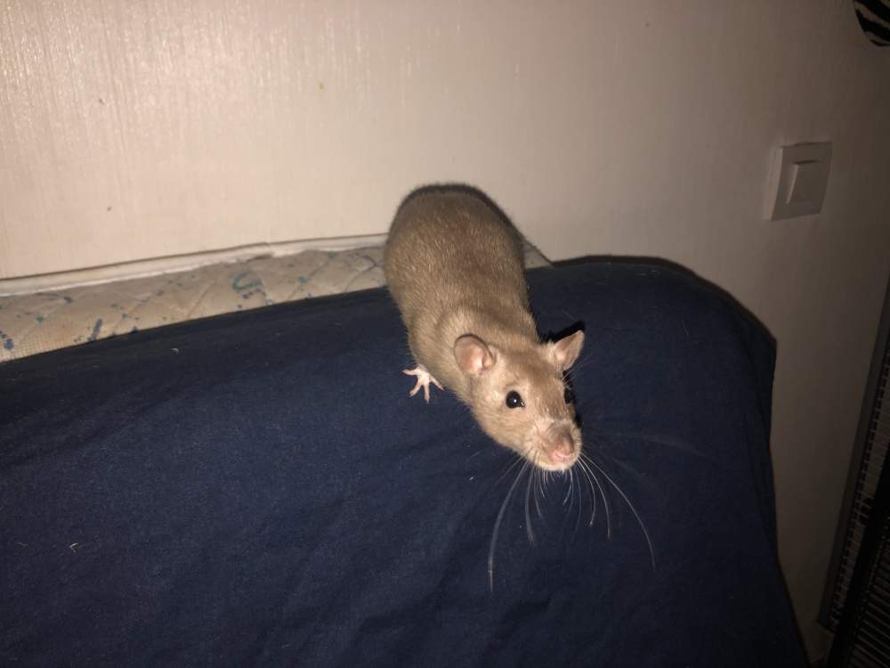 Fancy rat Breeder Rattus norvegicus 