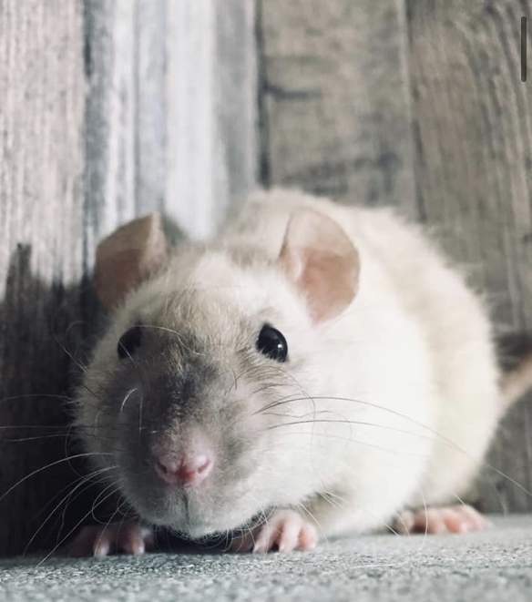 Fancy rat Owned by other Rattus norvegicus 