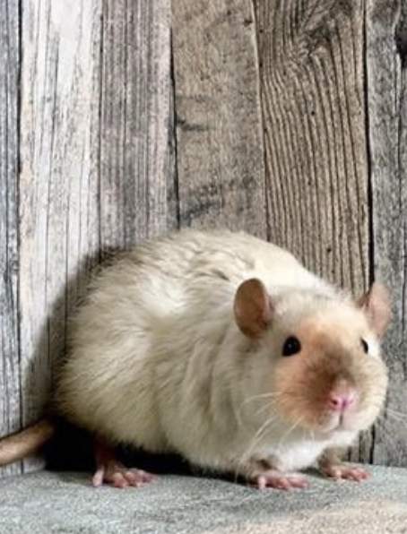 Fancy rat Owned by other Rattus norvegicus 