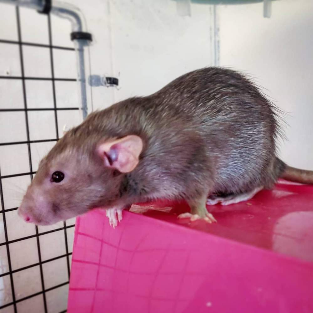 Fancy rat Pet only Rattus norvegicus 