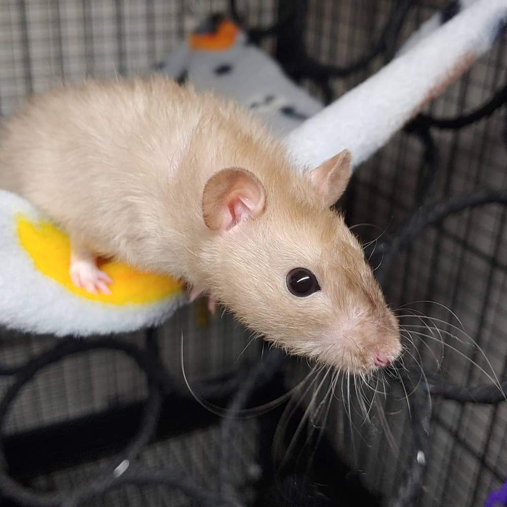 Fancy rat Breeder Rattus norvegicus 