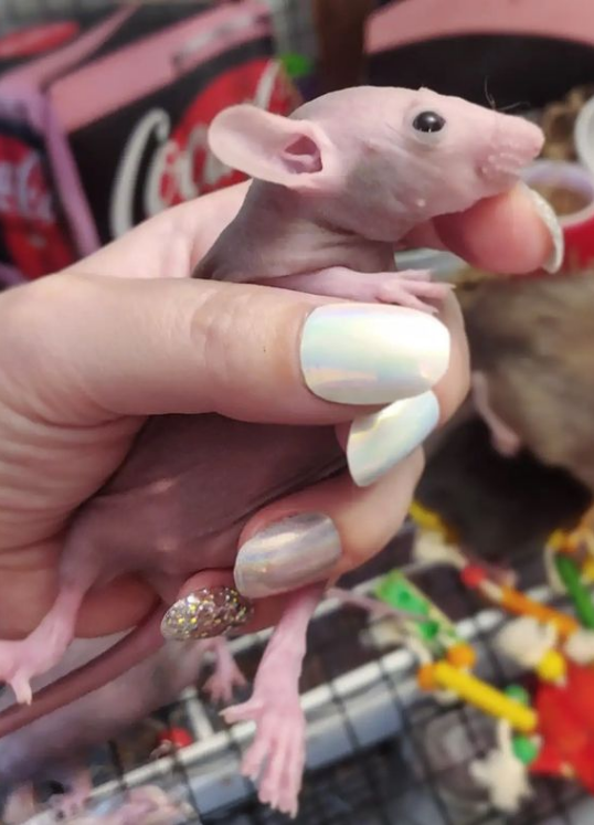 Fancy rat Breeder Rattus norvegicus 