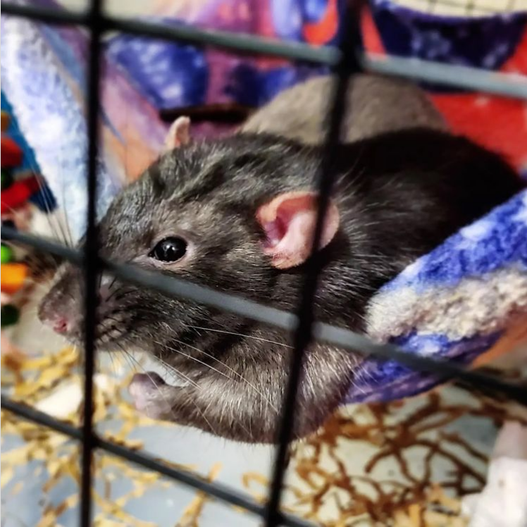 Fancy rat Owned by other Rattus norvegicus 