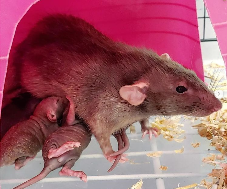 Fancy rat Breeder Rattus norvegicus 