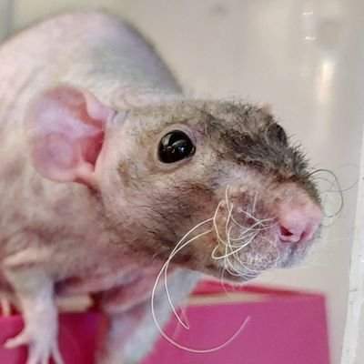 Fancy rat Breeder Rattus norvegicus 