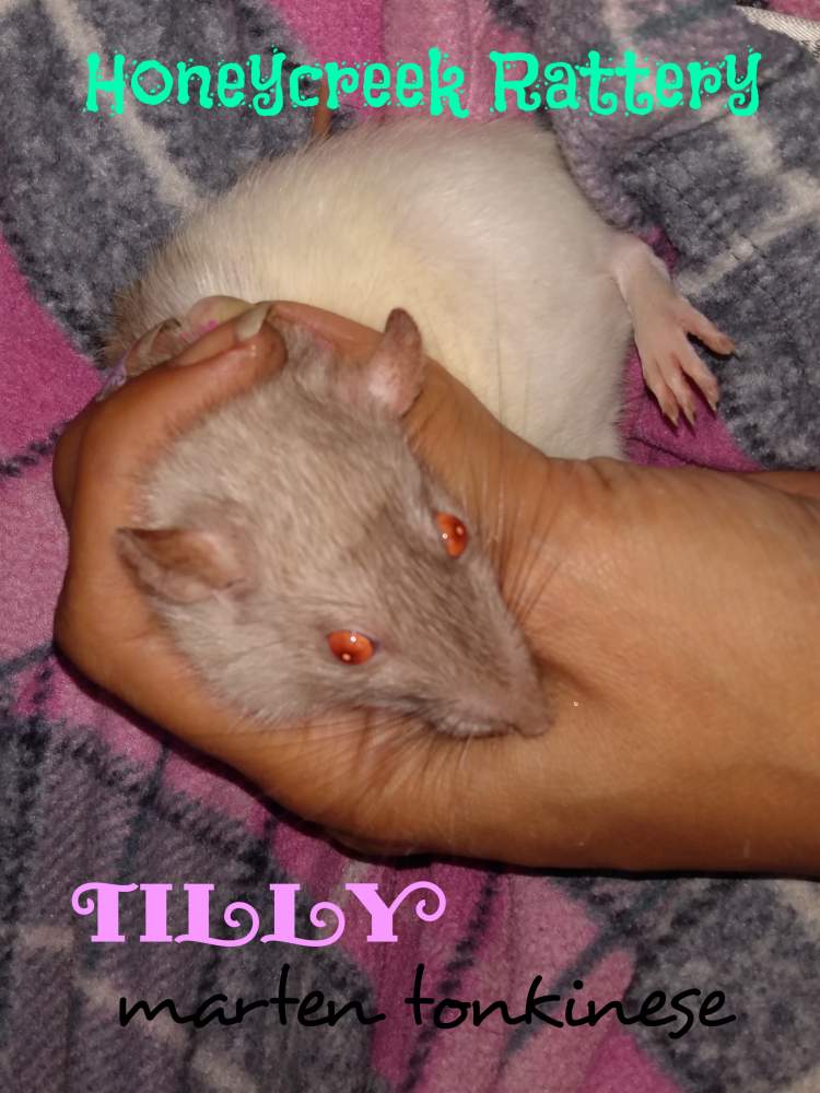 Fancy rat Pet only Rattus norvegicus United States