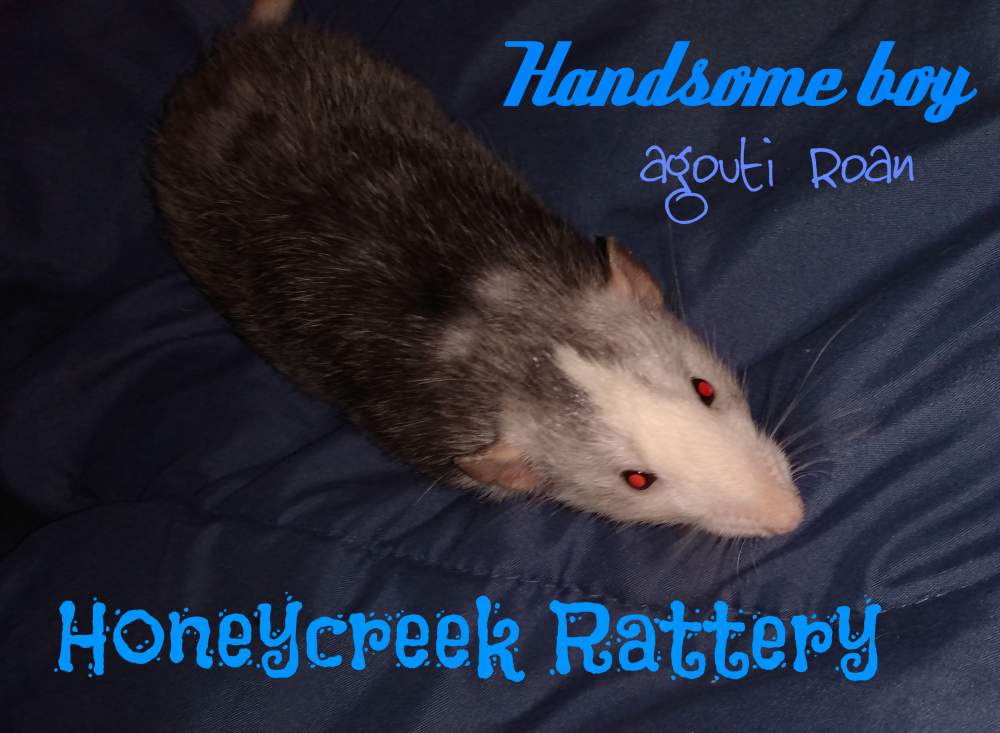 Fancy rat Pet only Rattus norvegicus 