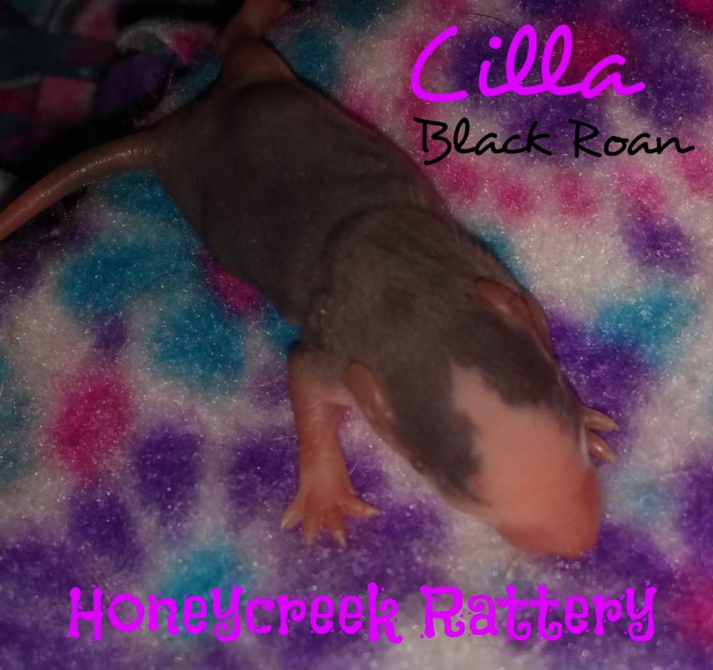 Fancy rat Pet only Rattus norvegicus United States