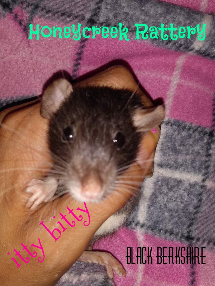 Fancy rat Pet only Rattus norvegicus United States