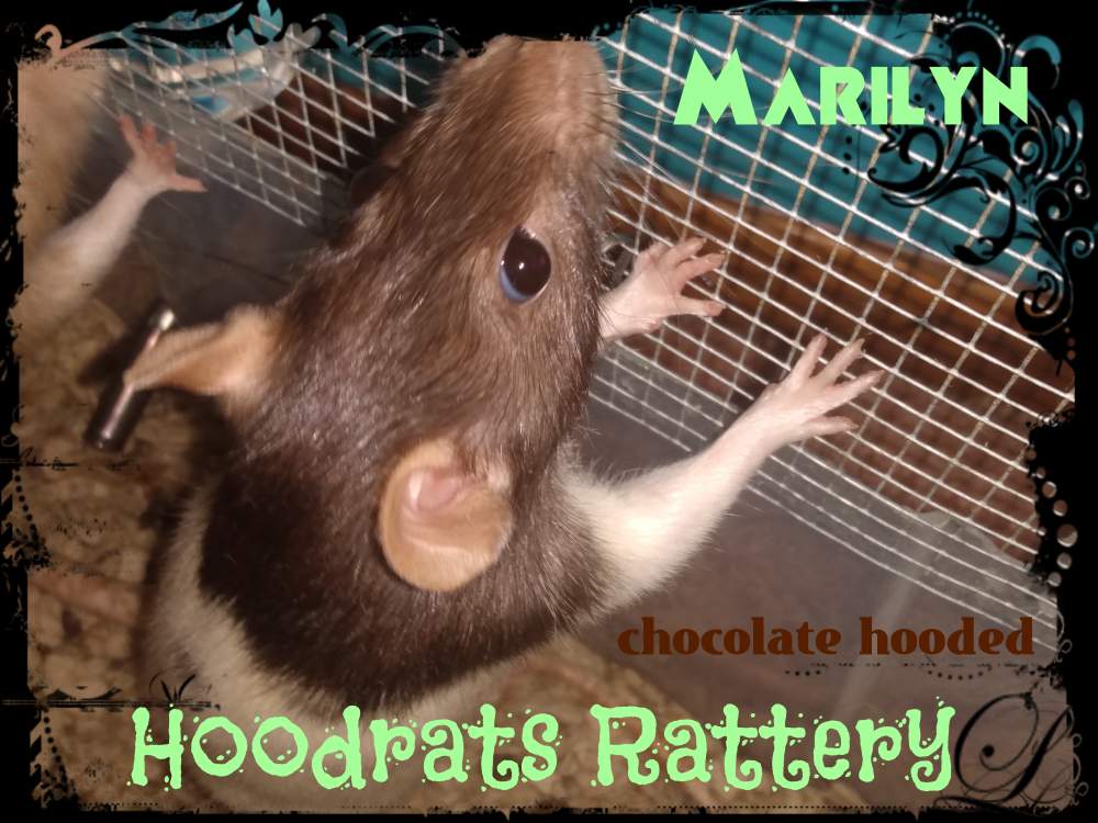 Fancy rat Pet only Rattus norvegicus United States