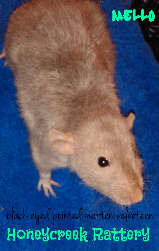 Fancy rat Pet only Rattus norvegicus 