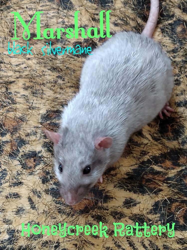 Fancy rat Pet only Rattus norvegicus United States