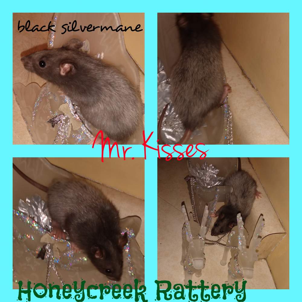 Fancy rat Pet only Rattus norvegicus United States