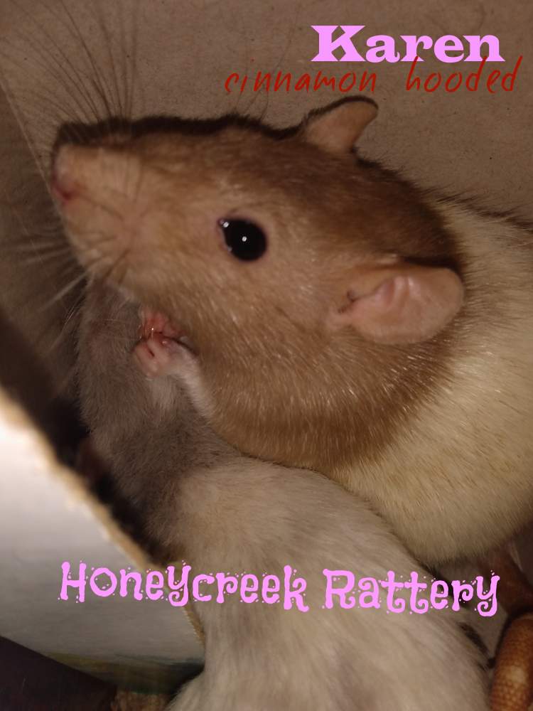 Fancy rat Pet only Rattus norvegicus United States