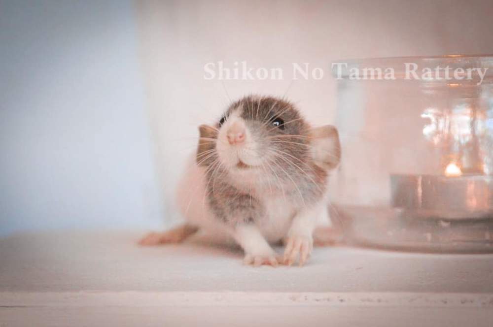 Fancy rat Owned by other Rattus norvegicus 
