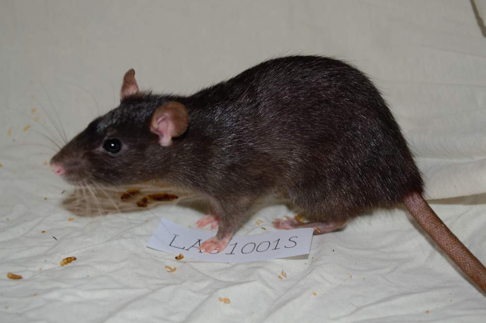 Fancy rat Pet only Rattus norvegicus 