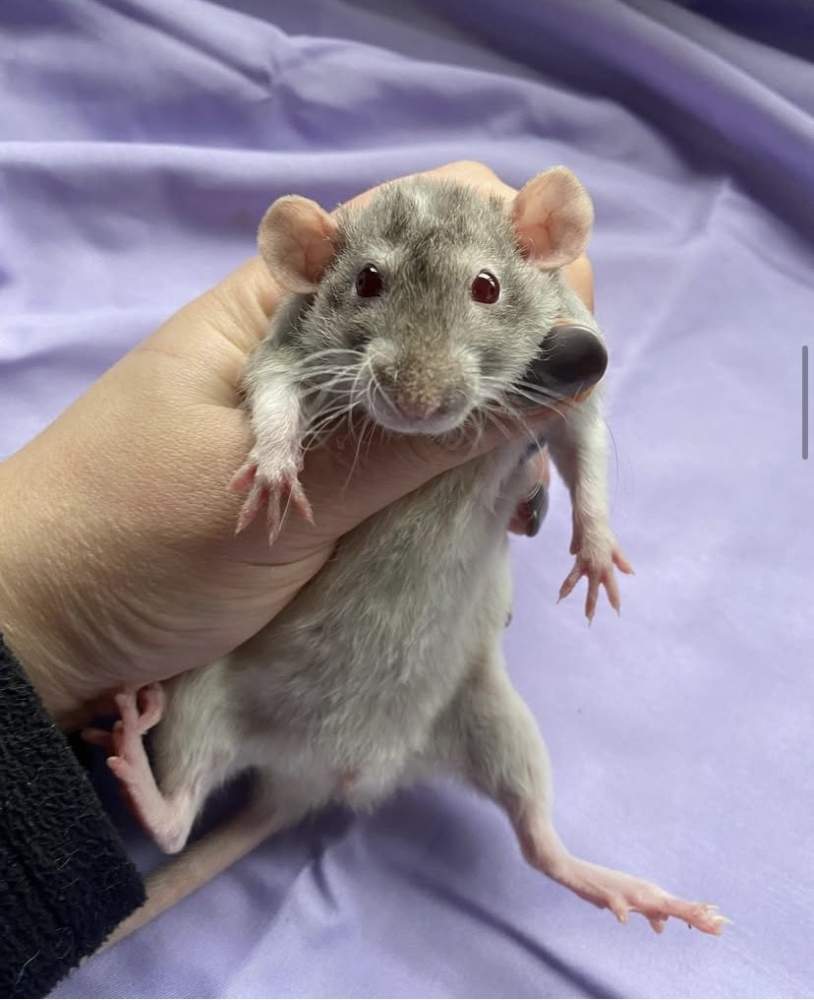 Fancy rat Owned by other Rattus norvegicus 