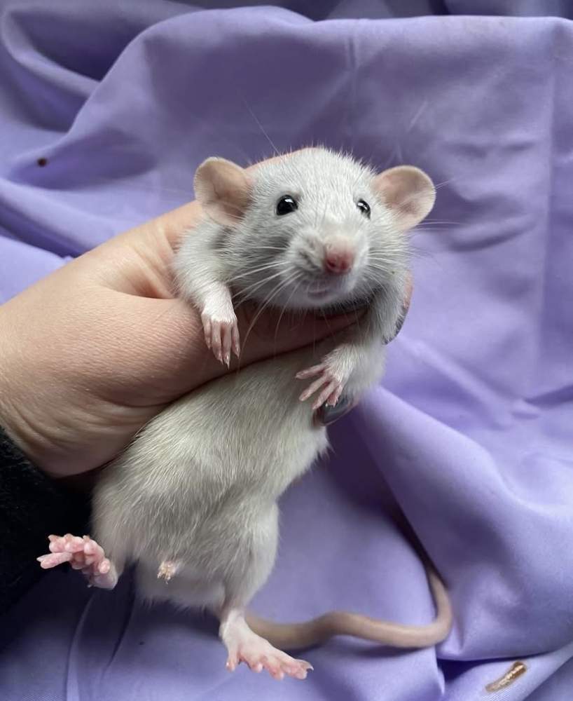 Fancy rat Owned by other Rattus norvegicus 