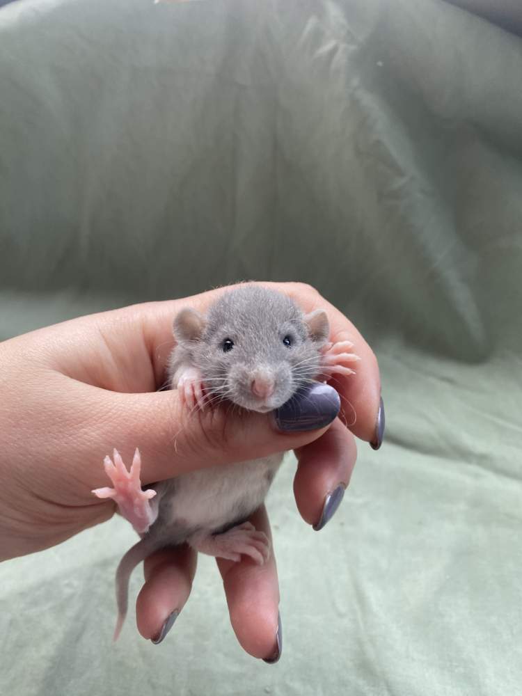 Fancy rat Pet only Rattus norvegicus 
