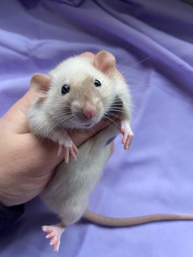 Fancy rat Owned by other Rattus norvegicus 