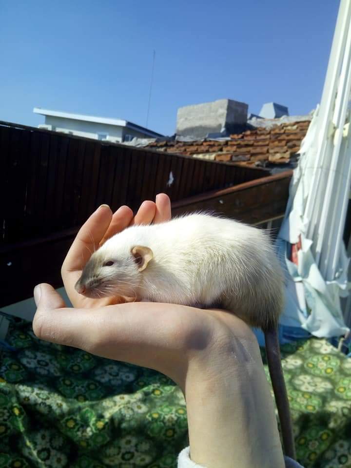 Fancy rat Pet only Rattus norvegicus Bulgaria, Burgas