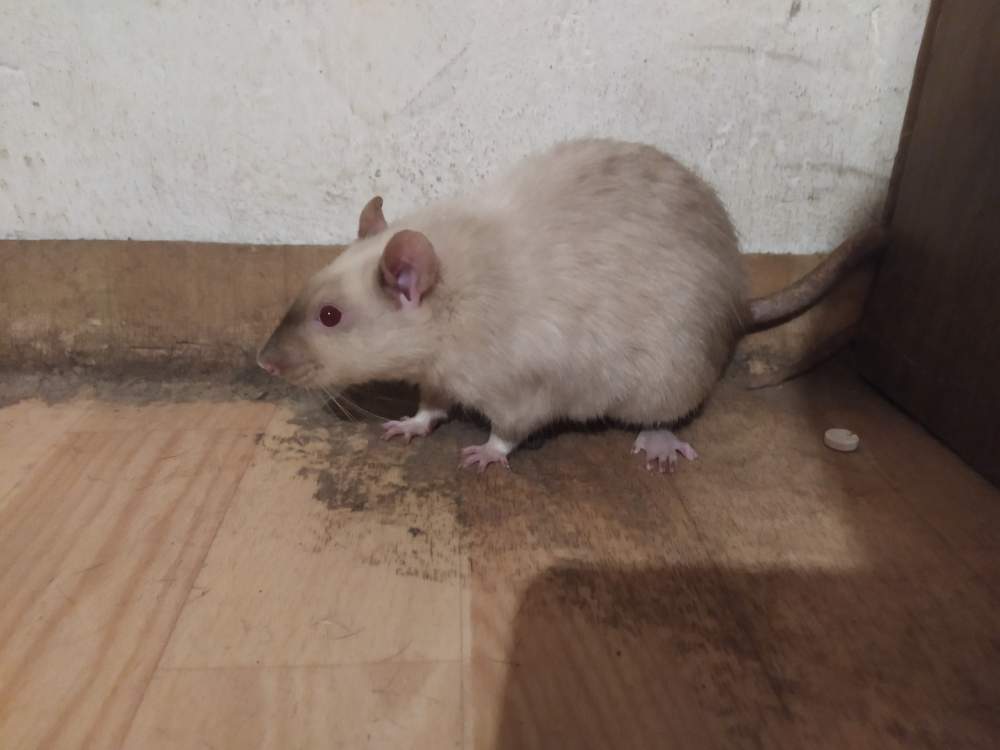 Fancy rat Breeder Rattus norvegicus 