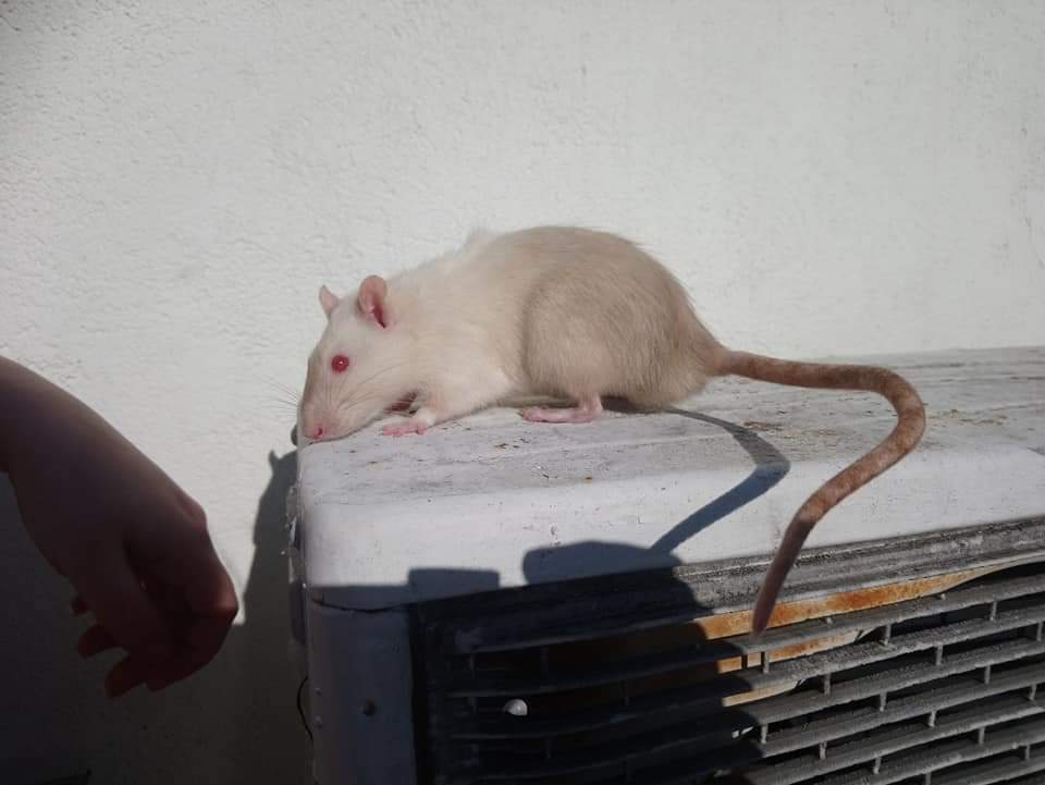 Fancy rat Deceased Rattus norvegicus Bulgaria, Burgas