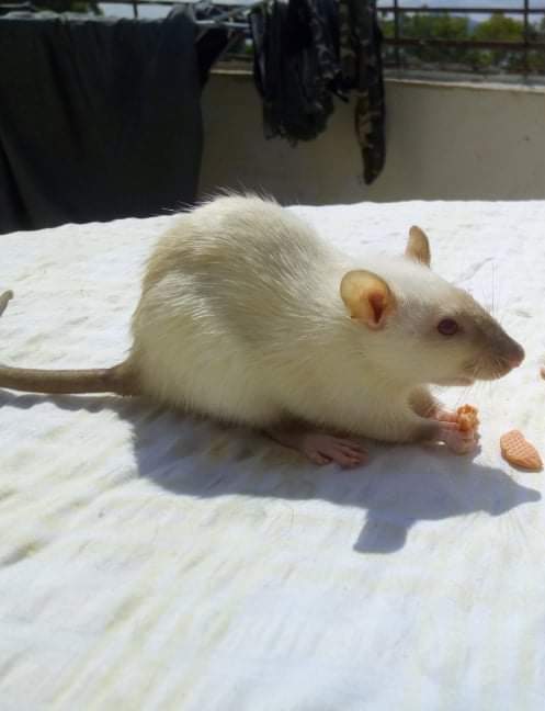 Fancy rat Breeder Rattus norvegicus 