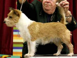 Portuguese Podengo Pet only Canis lupus familiaris United Kingdom
