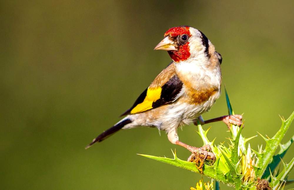 Gouldian finch Pet only Erythrura gouldiae 
