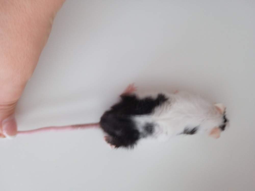Fancy mouse Breeder Mus musculus 