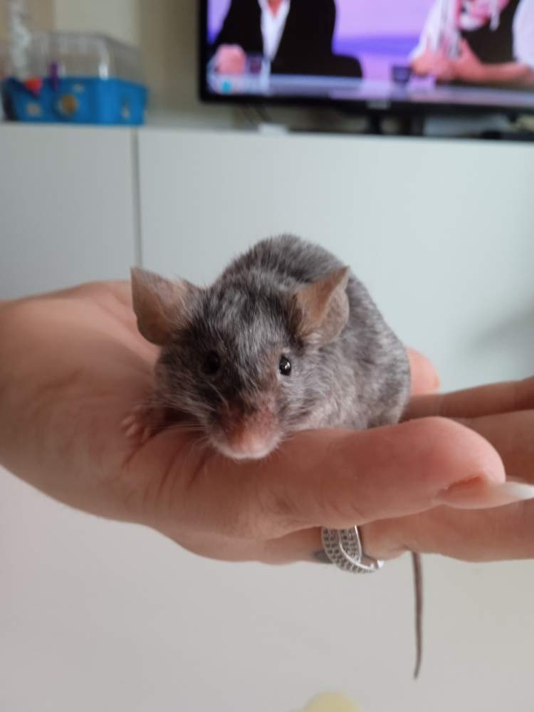 Fancy mouse Breeder Mus musculus 