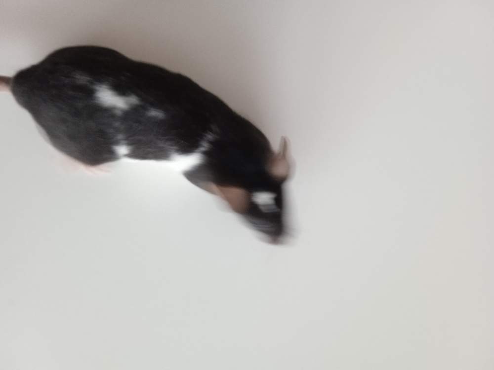 Fancy mouse Breeder Mus musculus 
